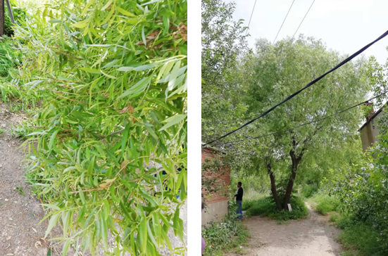 電氣事故引發加州山火，據說這個裝置可以避免事故發生！