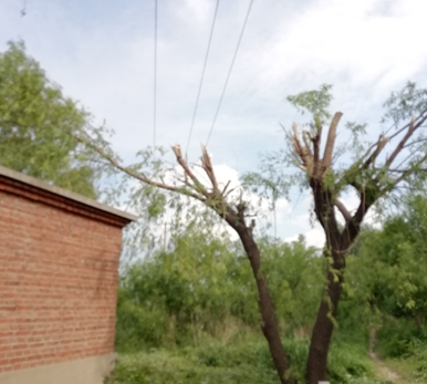 電氣事故引發加州山火，據說這個裝置可以避免事故發生！