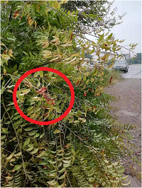 1電氣事故引發加州山火，據說這個裝置可以避免事故發生！